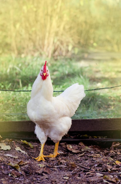 Foto galinha na fazenda orgânica de campo fazenda ao ar livre da natureza galinha branca em um curral galinha ao ar livre em uma fazenda