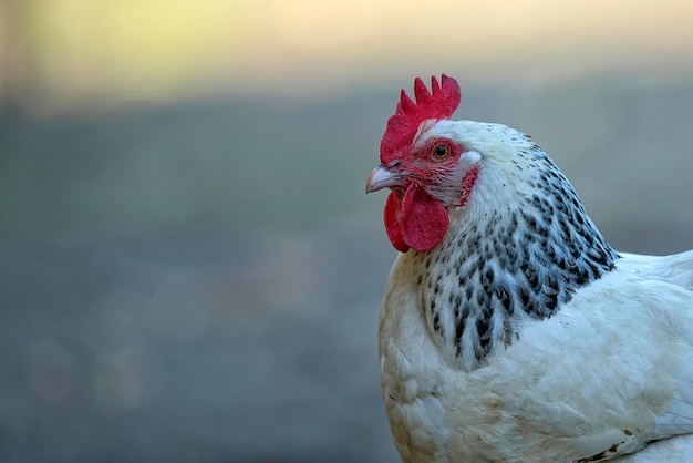 Foto galinha na fazenda um retrato