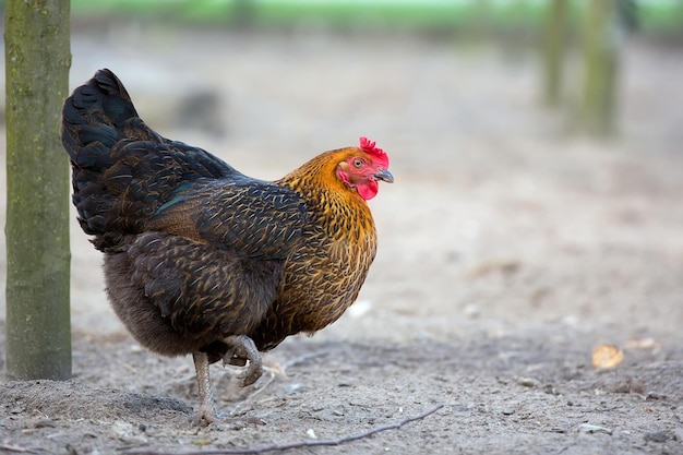 Galinha na fazenda