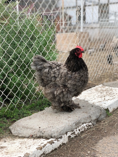 Foto galinha na gaiola vivendo em fazenda