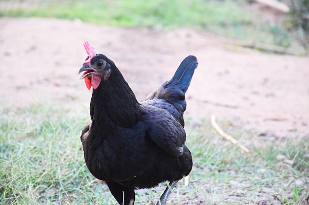 Galinha Negra no Farmyard