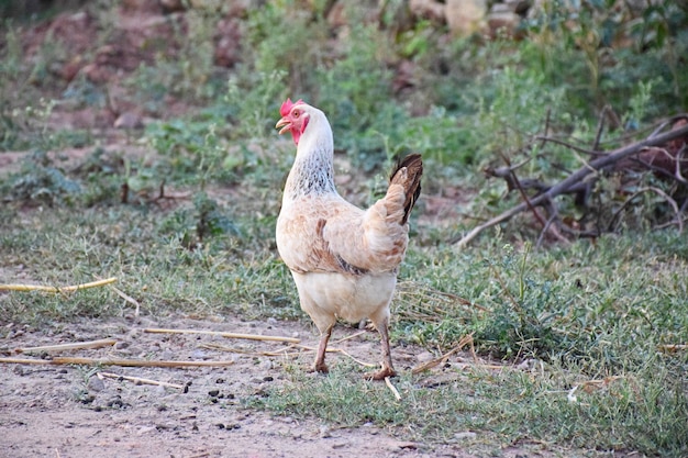 Galinha no Farmyard