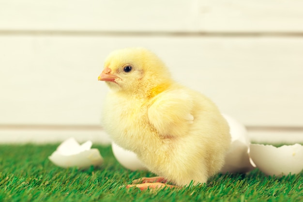 Foto galinha pequena na grama