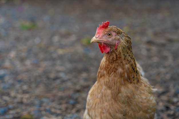 Galinha poedeira na natureza. frango