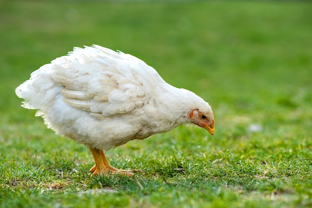 Galinha se alimentando de um curral rural tradicional