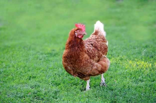 Galinha vermelha e grama verde - frango ao ar livre - um