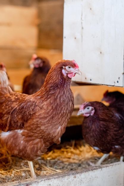 Galinha vermelha no galinheiro closeup Aves para cultivo na aldeia