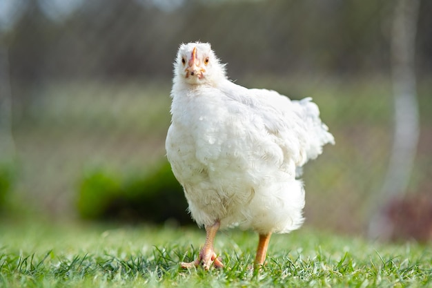 Galinhas alimentam-se de currais rurais tradicionais. Close de frango stan