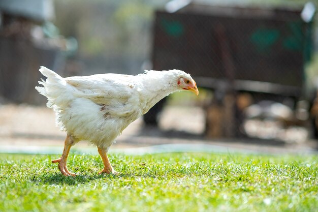 Galinhas alimentam-se de currais rurais tradicionais. perto do frango em pé no pátio do celeiro com grama verde. conceito de avicultura ao ar livre.