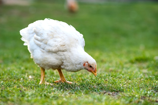 Galinhas alimentam-se de currais rurais tradicionais.