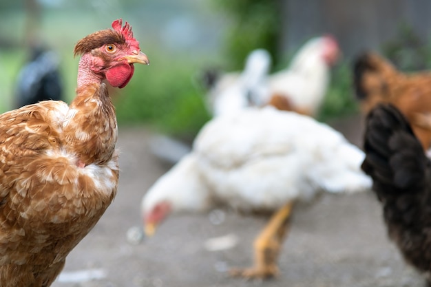 Galinhas alimentando-se de celeiro rural tradicional. Perto de frango no pátio do celeiro. Conceito de avicultura ao ar livre.