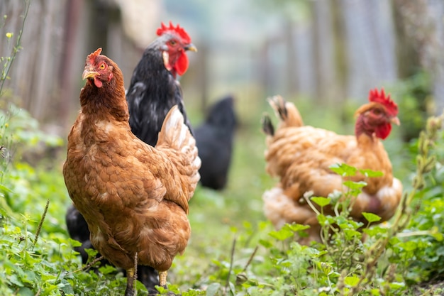 Galinhas alimentando-se em curral rural tradicional