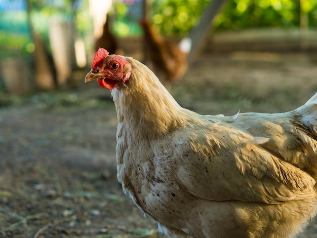 Galinhas andam em sua fazenda com bom tempo