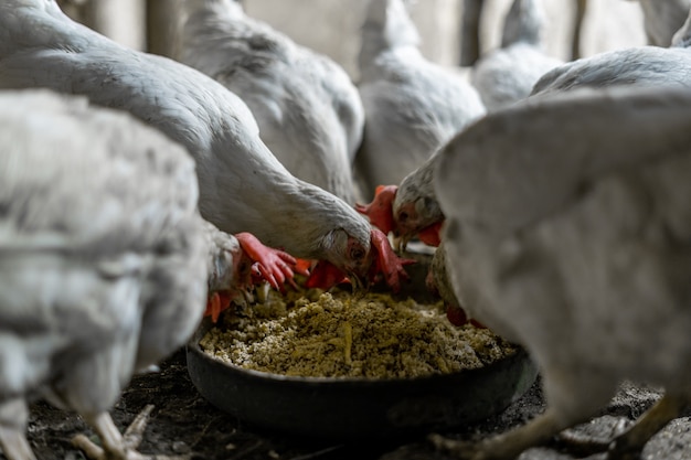 Galinhas brancas com tufos vermelhos comem grãos de uma tigela. Galinhas na aldeia. Criação e alimentação de galinhas em casa