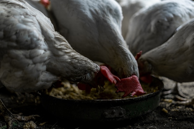 Galinhas brancas com tufos vermelhos comem grãos de uma tigela. Galinhas na aldeia. Criação e alimentação de galinhas em casa