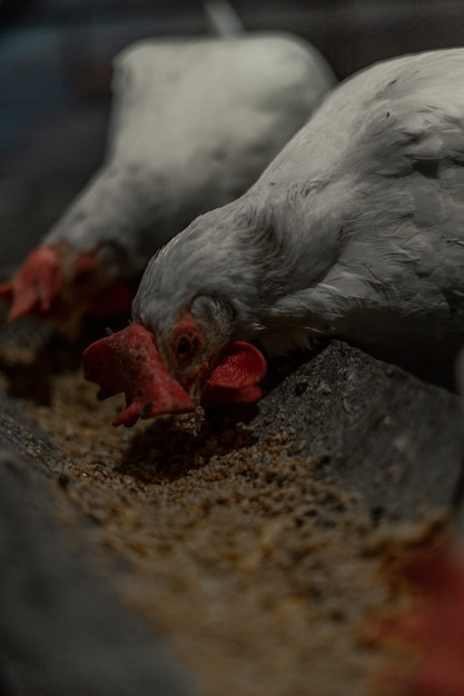 Galinhas brancas comem sua ração no comedouro