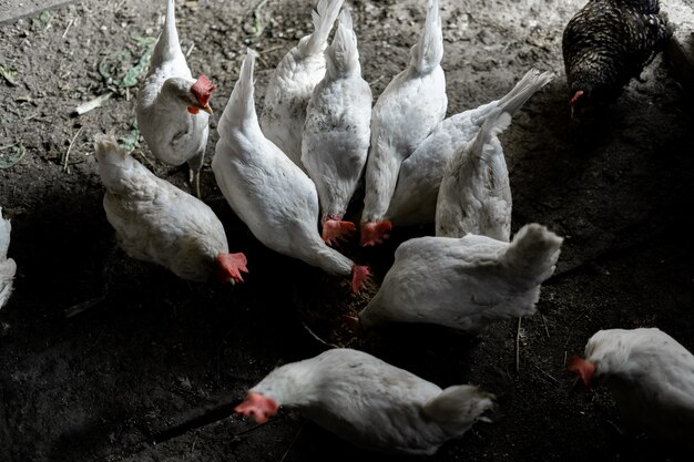 Galinhas brancas são comidas em uma tigela. Vista do topo. Um bando de galinhas correu para se alimentar. Chicken Farmstead