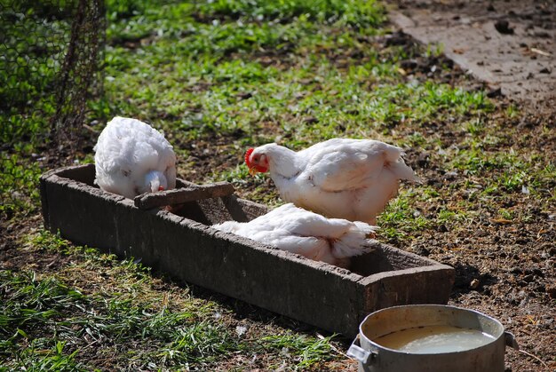 Galinhas comem milho no galinheiro