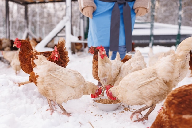 galinhas comem ração e grãos numa quinta de aves de capoeira ecológica no inverno