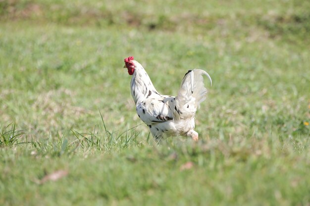 Galinhas comendo arbustos de vários tipos e tamanhos na grama do campo