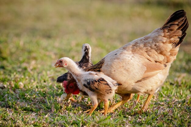 Galinhas comendo arbustos de vários tipos e tamanhos na grama do campo