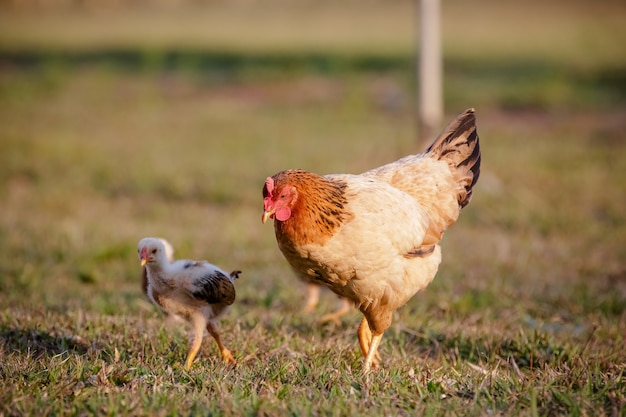 Galinhas comendo arbustos de vários tipos e tamanhos na grama do campo