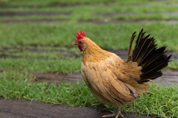 Galinhas de galo em granjas avícolas tradicionais ao ar livre.