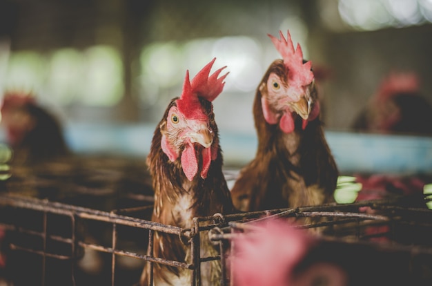 Galinhas de ovos, galinhas em gaiolas de gado fazenda industrial