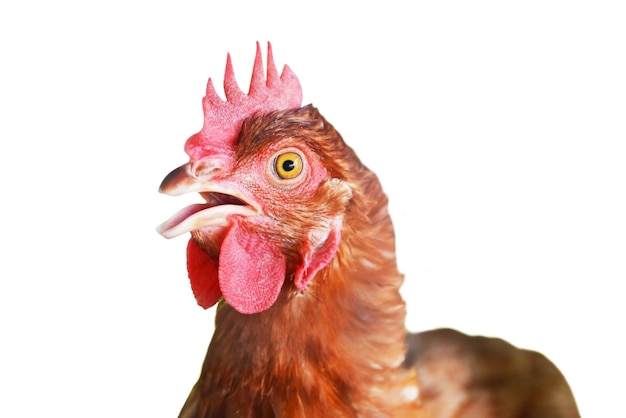 Foto galinhas de ovos ou galinhas isoladas em fundo branco