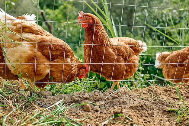 Galinhas domésticas livres em galinhas andando em uma fazenda orgânica tradicional de aves ao ar livre Galinhas adultas andando no solo em um recinto