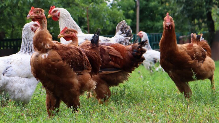 Galinhas e galinhas marrons e brancas com linhagem comem grama na natureza, ao ar livre no quintal de uma casa perto de um galinheiro no campo. Galinhas de raça pura no quintal de uma casa rural.