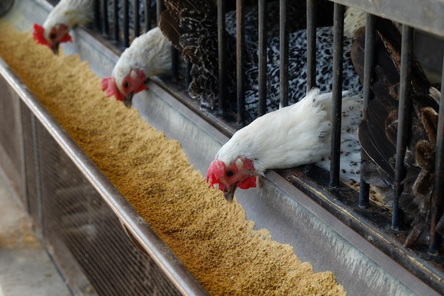 galinhas em gaiolas de avicultura