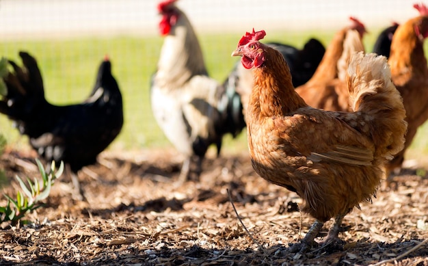 Galinhas em liberdade vagueiam pelo quintal de uma pequena fazenda