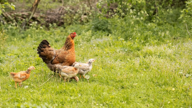 Foto galinhas em um campo de grama