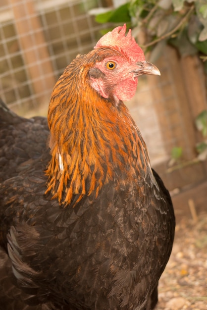 Galinhas em uma fazenda ao ar livre. Essas galinhas põem ovos orgânicos de primeira qualidade.