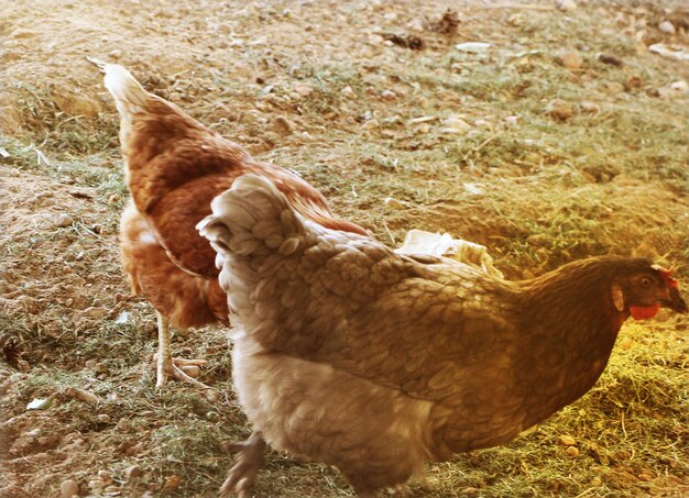 Galinhas em uma fazenda ao ar livre Estas galinhas põem ovos orgânicos de primeira qualidade Foco seletivo luz matinal suave