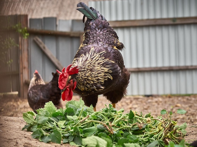 Galinhas em uma fazenda tradicional