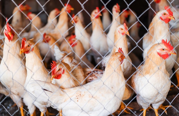 Galinhas jovens e galos de pé atrás de uma cerca na fazenda aves de diferentes cores caminham