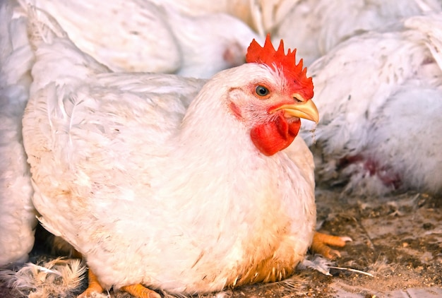 Galinhas jovens em uma fazenda de aves