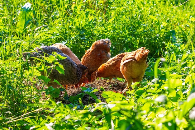 Galinhas jovens pastam na primavera ou no jardim de verão na grama verde em um dia quente e ensolarado