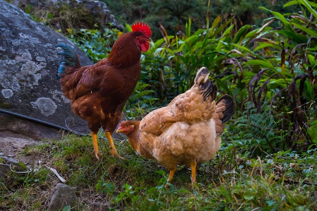 Galinhas locais em liberdade vagando em fazenda orgânica em uma aldeia do Himalaia, no Nepal