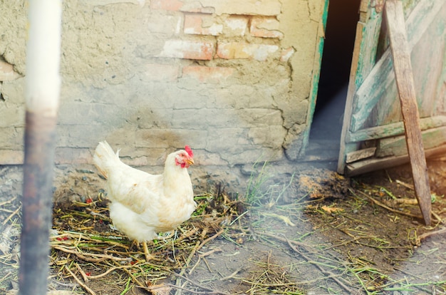 Galinhas na fazenda, agricultura, vila