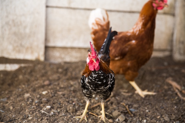 Foto galinhas na fazenda de aves de capoeira tradicional