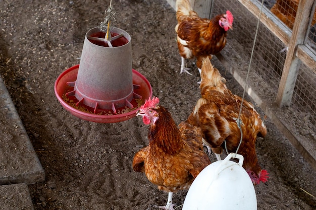 Galinhas na granja Galinheiro orgânico