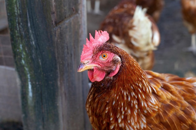 Galinhas na granja galinheiro orgânico