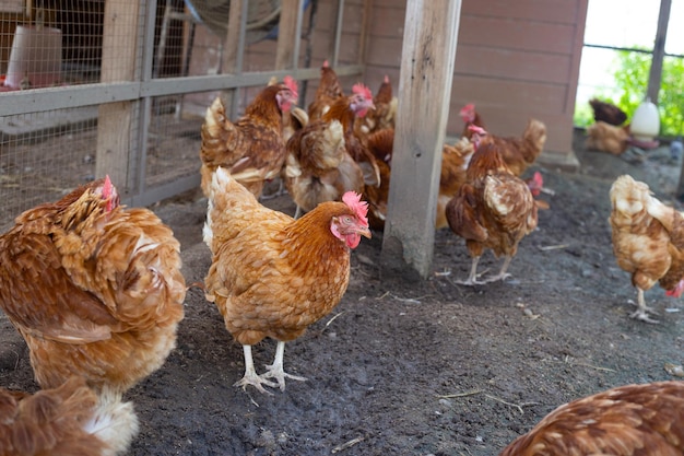 Galinhas na granja Galinheiro orgânico