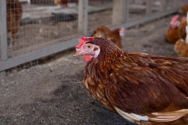 Galinhas na granja Galinheiro orgânico