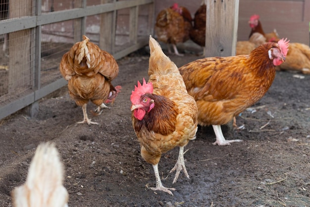 Galinhas na granja Galinheiro orgânico