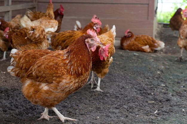 Galinhas na granja Galinheiro orgânico