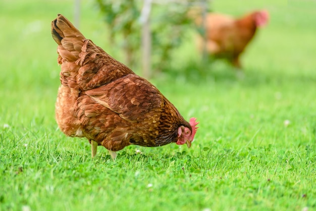 Galinhas na tradicional fazenda orgânica de aves ao ar livre pastando na grama